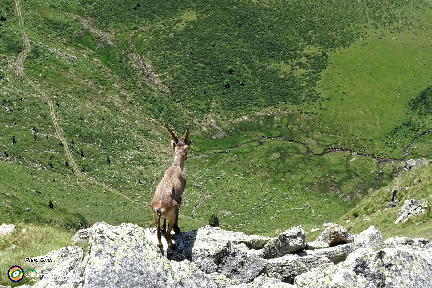 40 A precipizio sui pascoli della Val Carisole.JPG